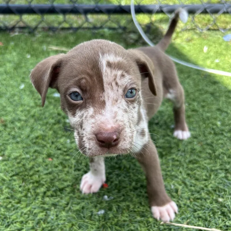 A baby small-sized male Brown / Chocolate Terrier dog named Sees for adoption in Jupiter, FL