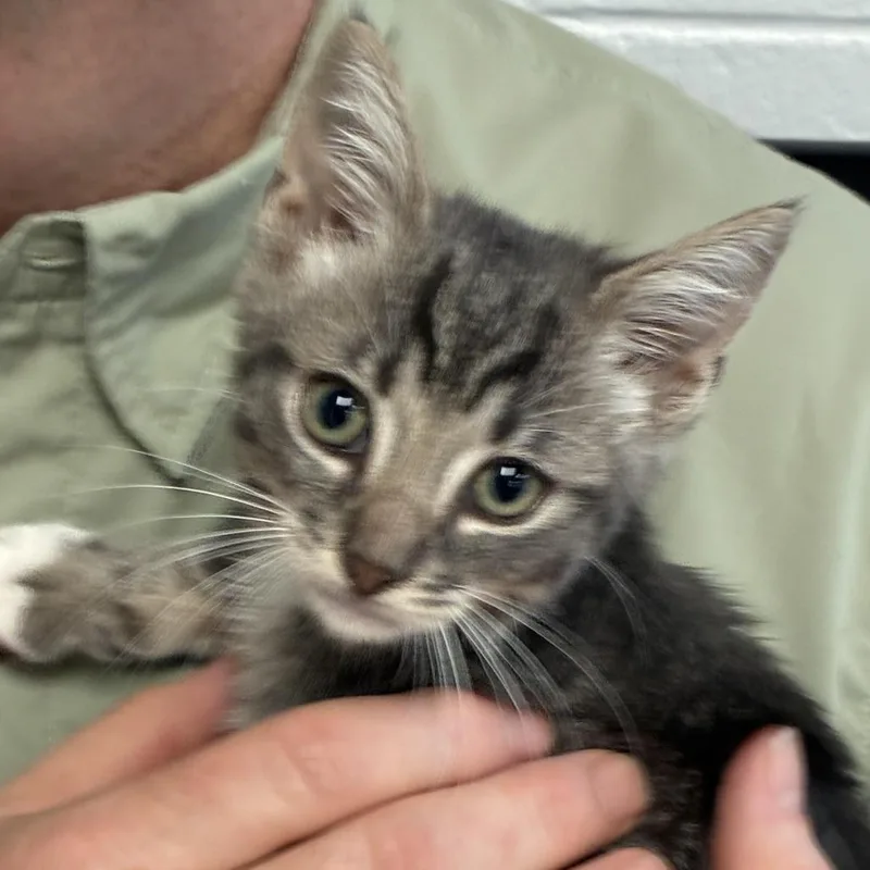 A baby small-sized male Gray / Blue / Silver Domestic Short Hair cat named Avispa for adoption in South Elgin, IL