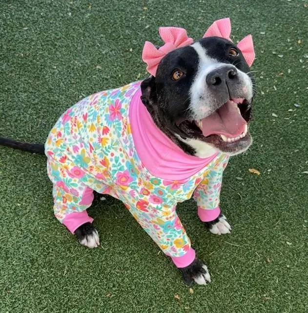 An adult medium-sized female Pit Bull Terrier dog named Diamond for adoption in Lancaster, CA