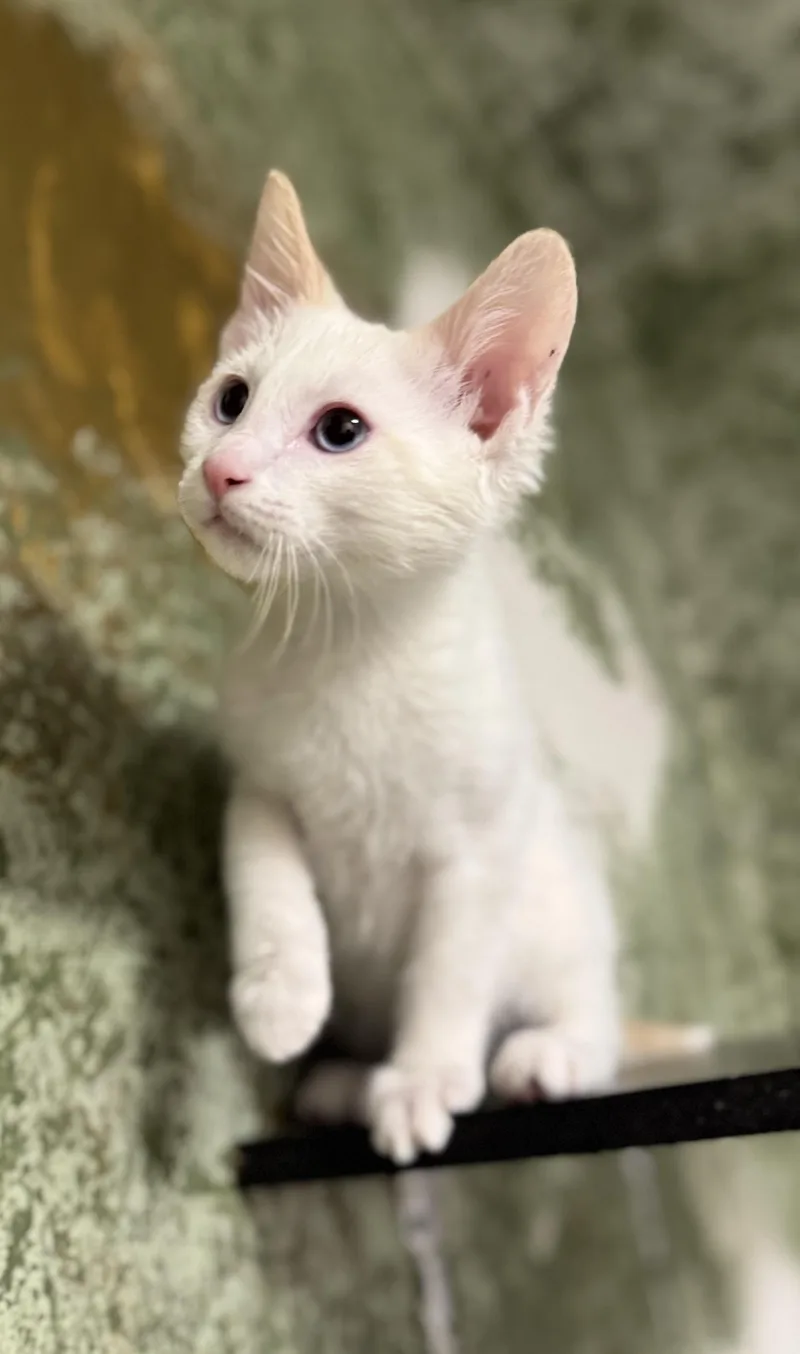 A baby medium-sized male White Domestic Short Hair cat named Huey for adoption in Eagle, CO
