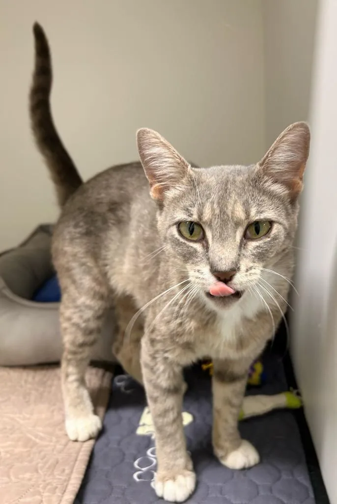 A young small-sized female Domestic Short Hair cat named Roo for adoption in Bryant, AR