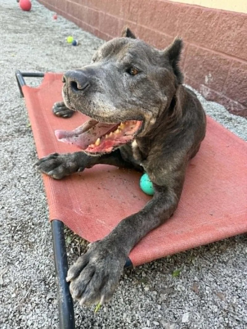 An adult large-sized male Gray / Blue / Silver Cane Corso dog named Ace for adoption in Springfield, IL