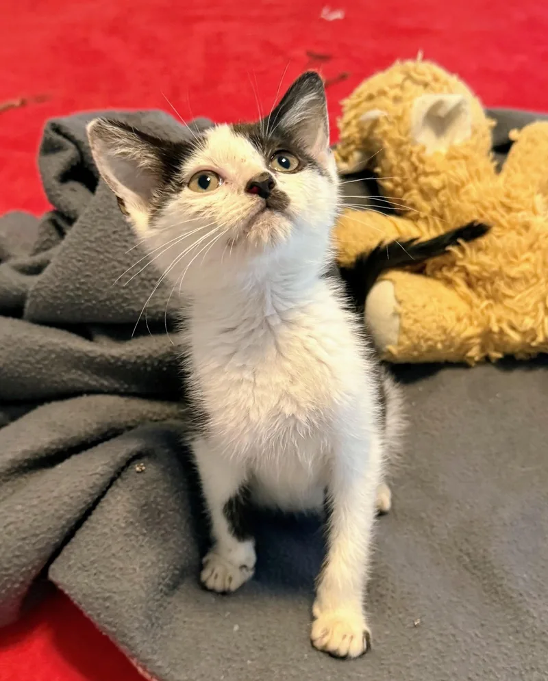 A baby small-sized male Black & White / Tuxedo Domestic Short Hair cat named Alfie for adoption in Lebanon, TN