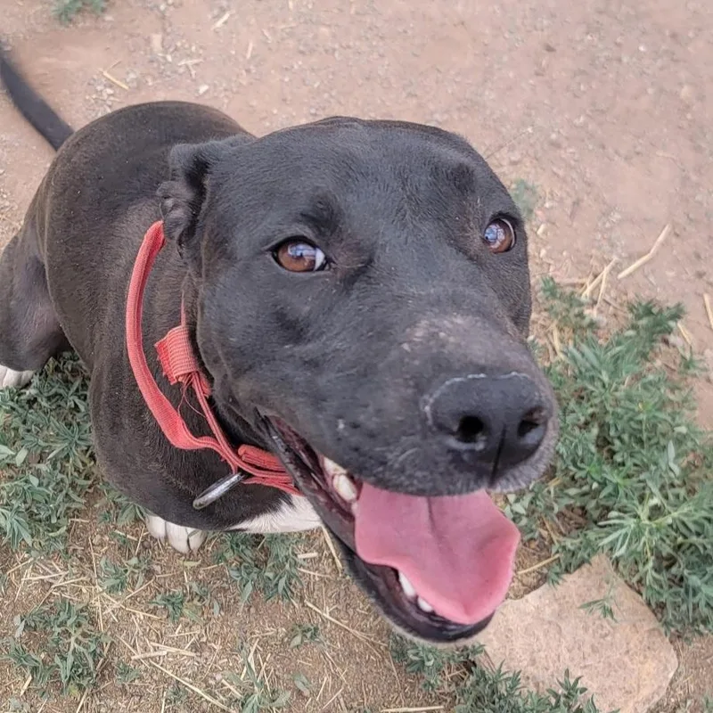 A young large-sized female Gray / Blue / Silver Pit Bull Terrier dog named Chloe for adoption