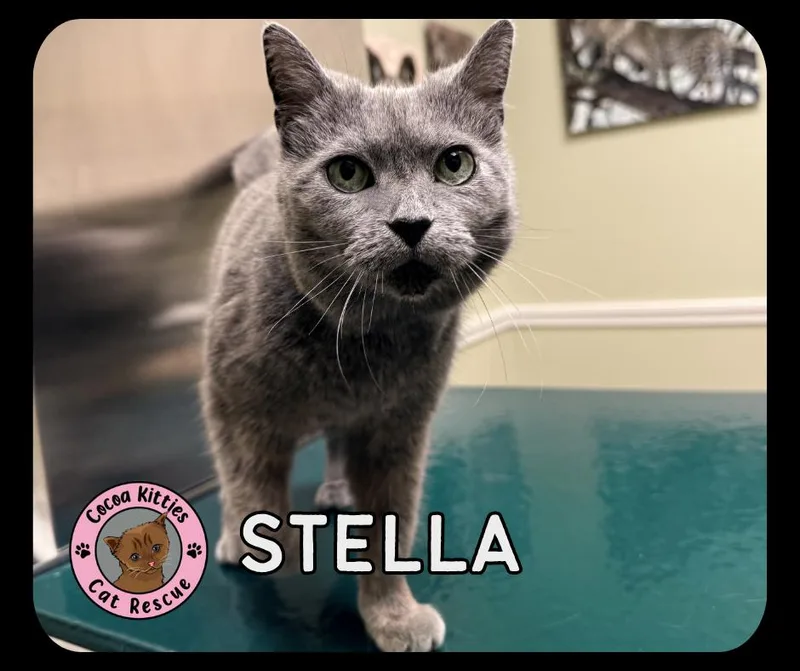 An adult small-sized female Domestic Short Hair cat named Stella for adoption in Hershey, PA