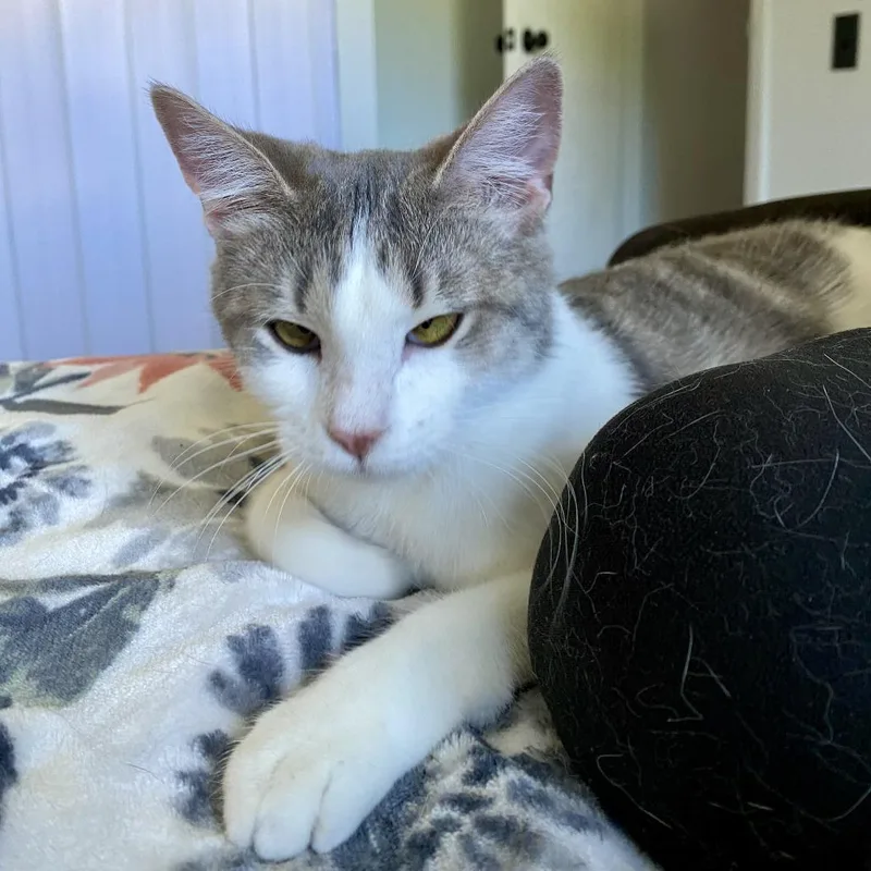 A young small-sized female Gray / Blue / Silver Domestic Short Hair cat named Pia for adoption in Herrin, IL