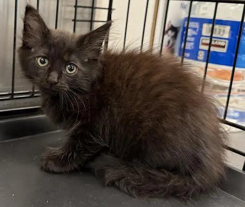 A baby small-sized female Domestic Medium Hair cat named Bingo for adoption in Van Nuys, CA