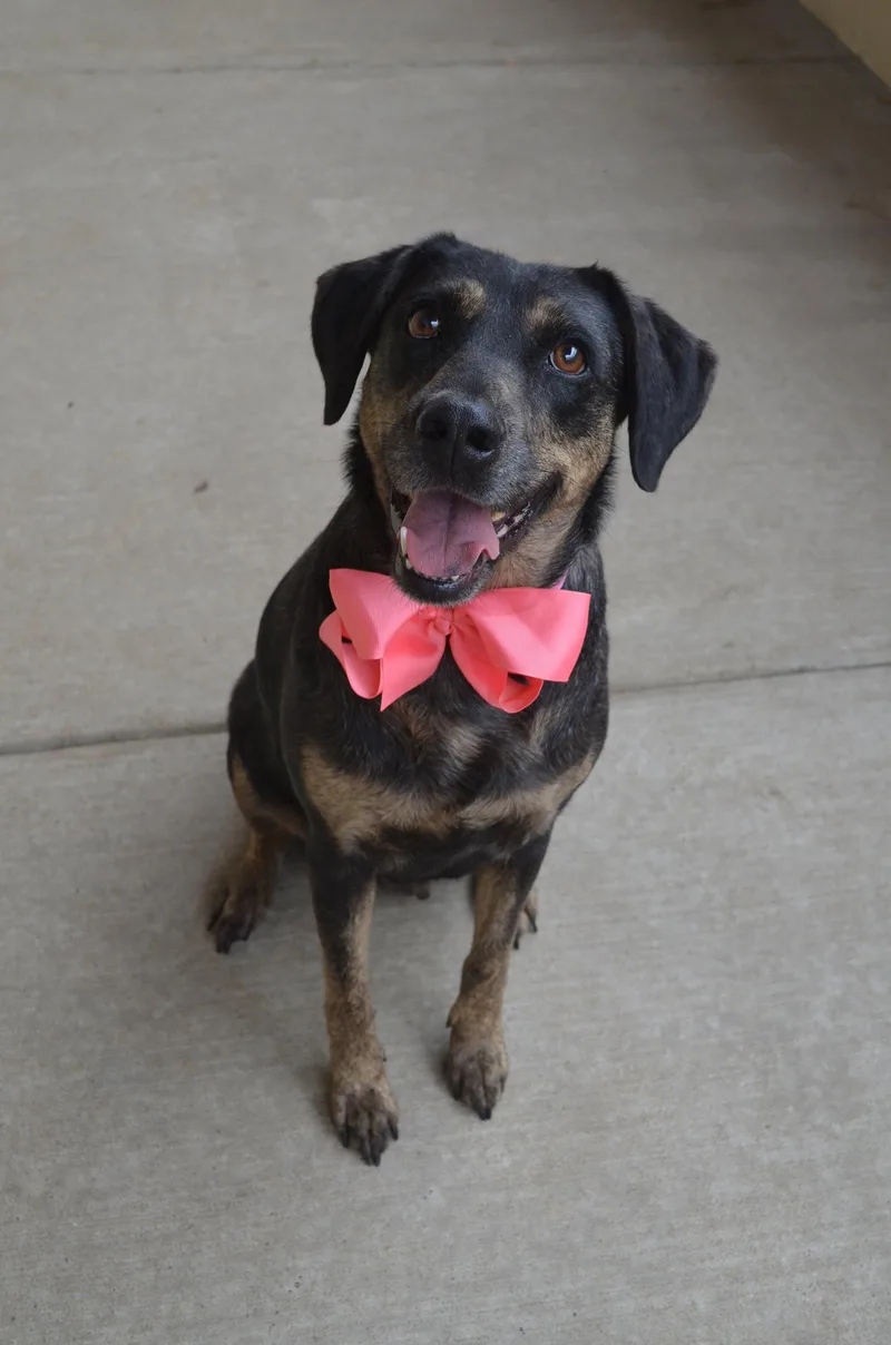 A young large-sized female Labrador Retriever dog named Lila for adoption in McKinney, TX