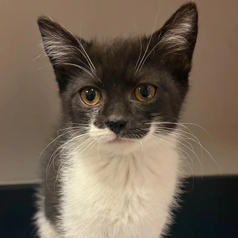 A baby small-sized female Black Domestic Short Hair cat named Bella Anne for adoption in Chattanooga, TN