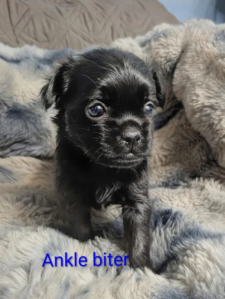 Anklebiter