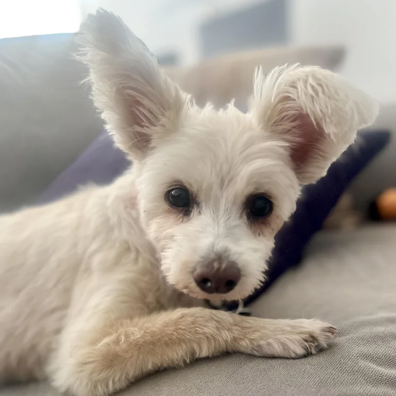 A senior small-sized male White / Cream West Highland White Terrier / Westie dog named Max for adoption in Brooklyn, NY