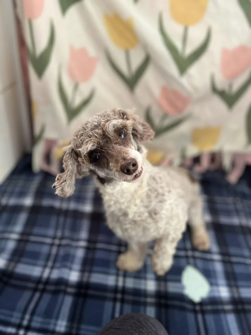 An adult small-sized female Poodle dog named Clementine Jul for adoption in Pacolet, SC