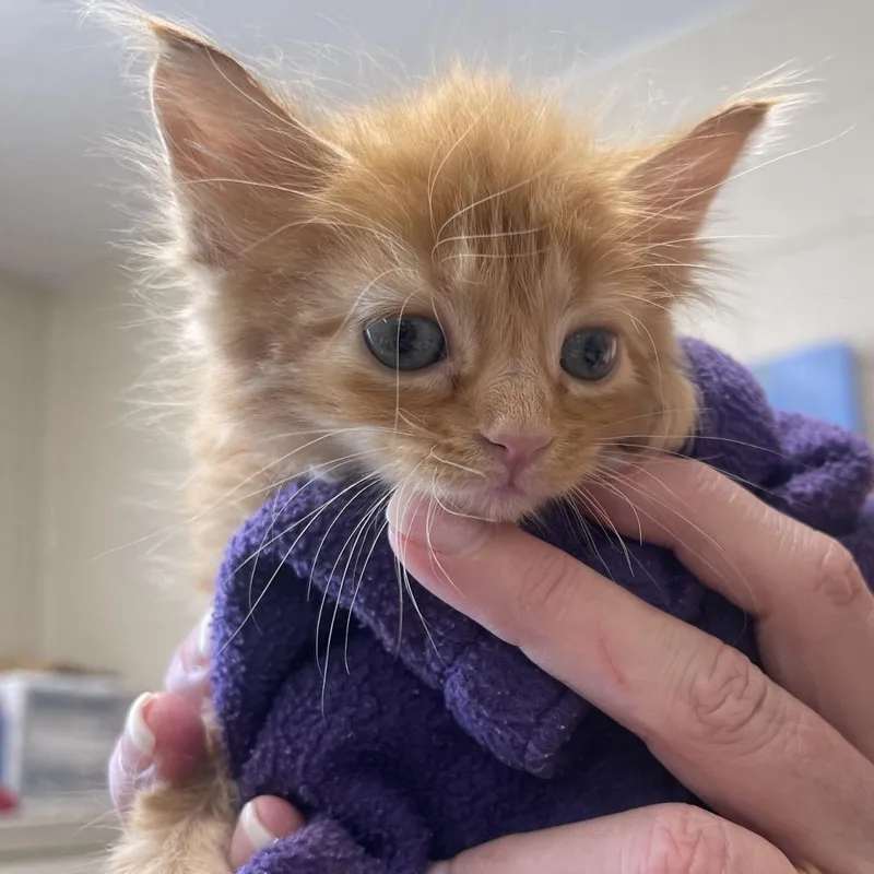A baby small-sized male Orange / Red Domestic Medium Hair cat named Grover Cleveland for adoption in Newport, TN