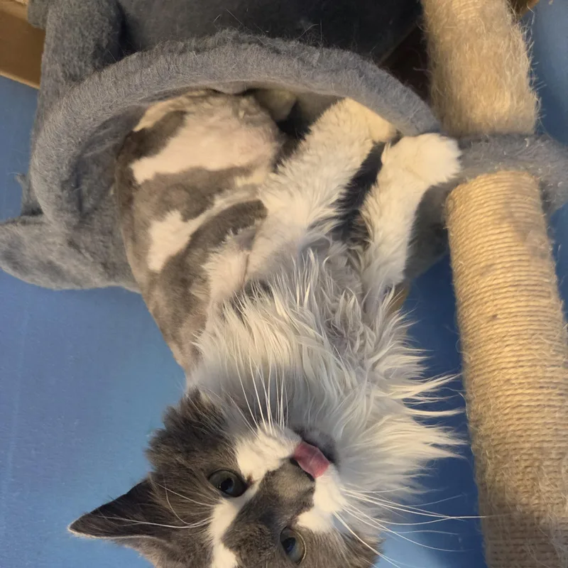 An adult medium-sized female Gray & White Domestic Long Hair cat named Whole Lotta Love for adoption in Brookings, SD