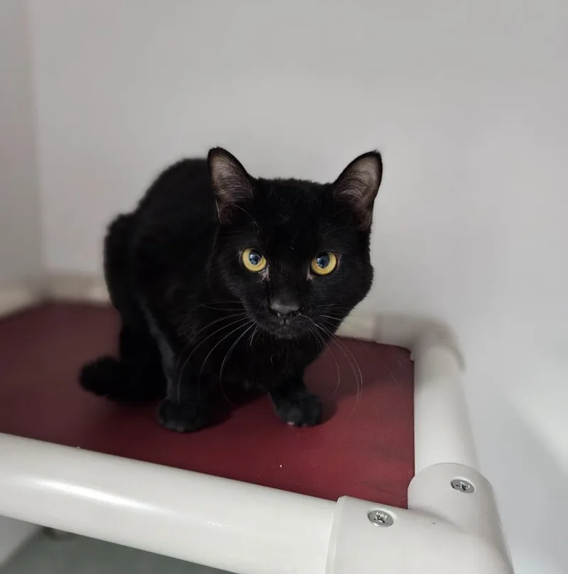 An adult medium-sized male Domestic Short Hair cat named Piper for adoption in Huntington, IN
