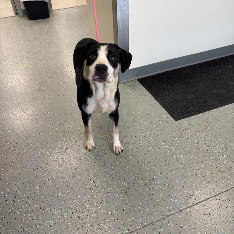 An adult large-sized male Black Terrier dog named Aladdin for adoption in Galax, VA