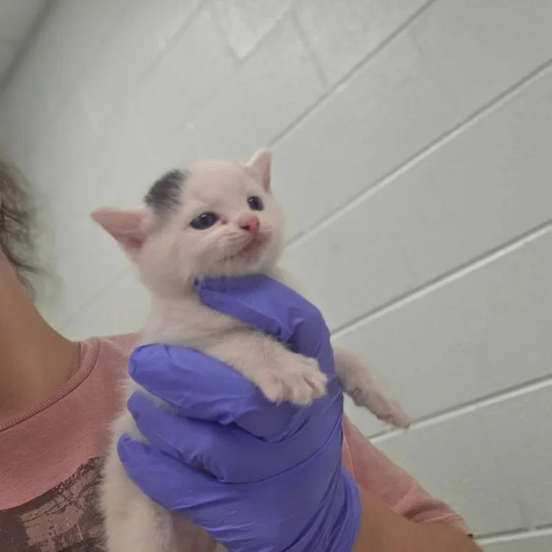 A baby small-sized male Black Domestic Short Hair cat named Apricot for adoption in Chattanooga, TN