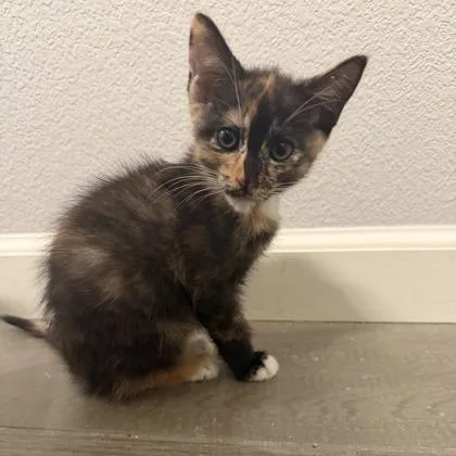 A baby small-sized female Domestic Short Hair cat named Lava Cake for adoption in Roseville, CA