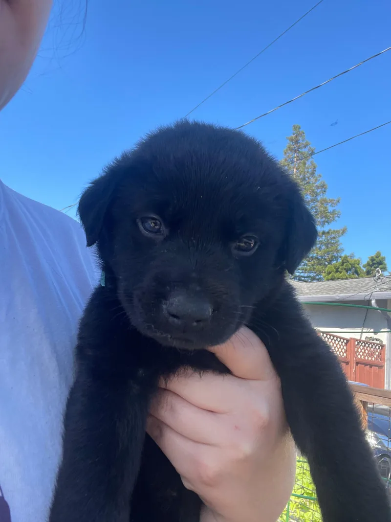 A baby small-sized male Labrador Retriever dog named Brownie for adoption in Discovery Bay, CA