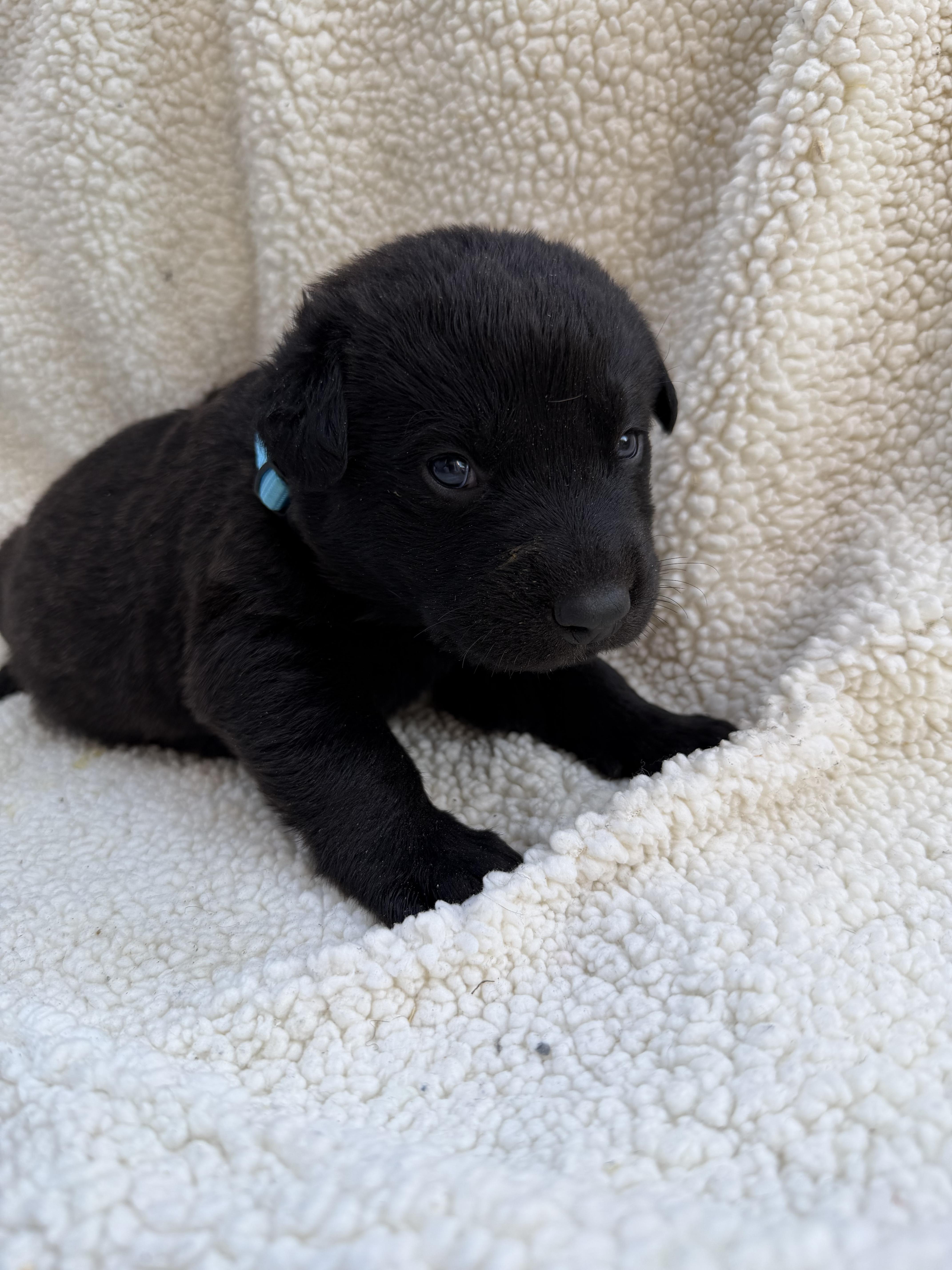 Brownie thumbnail 2