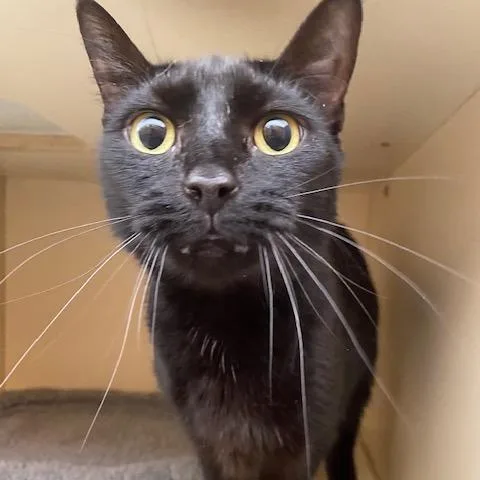 An adult medium-sized female Black Domestic Short Hair cat named Chickadee for adoption in Dayton, OH