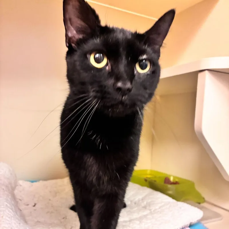 Chickadee thumbnail 2