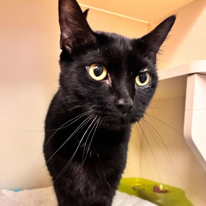 Chickadee thumbnail 3