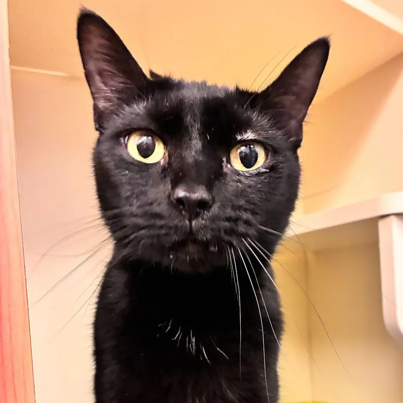 Chickadee thumbnail 4