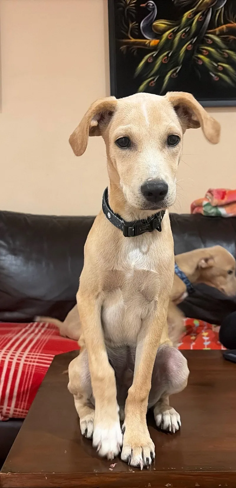 A baby medium-sized male Mixed Breed dog named Beau for adoption in Morganville, NJ