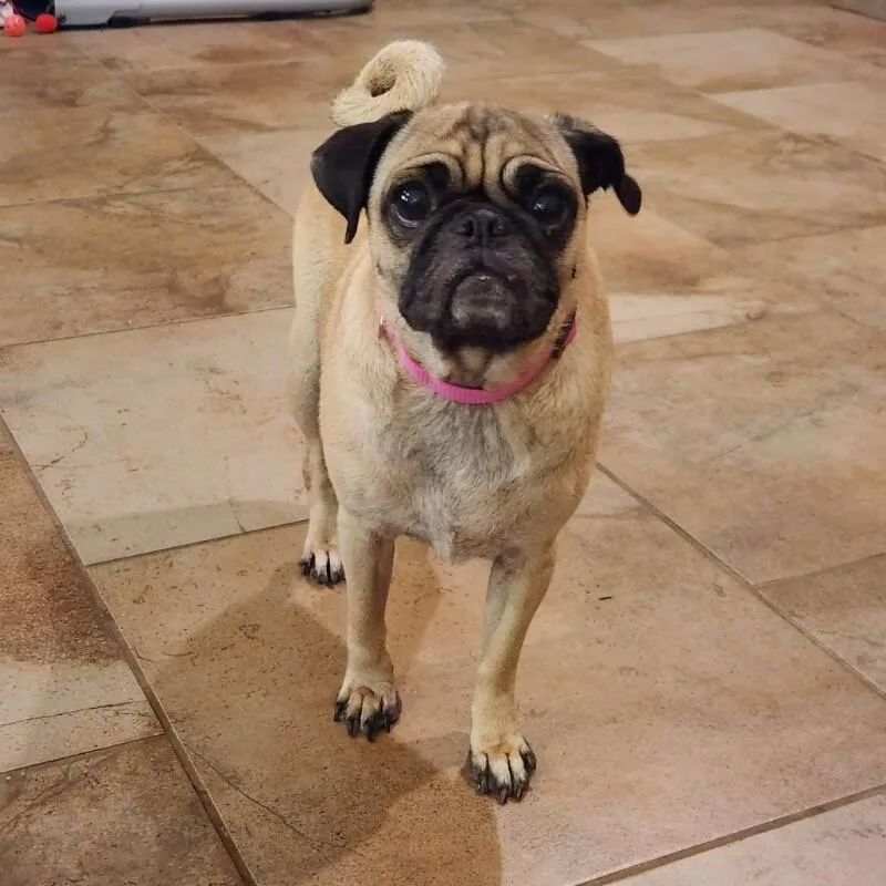 A young small-sized female Pug dog named Jenny for adoption in Windsor, CO