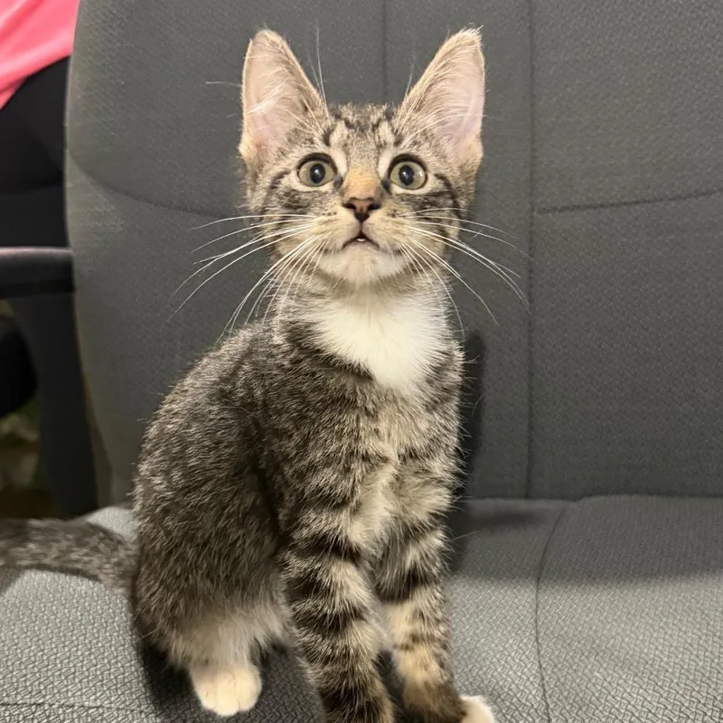 A baby small-sized female Domestic Short Hair cat named Chimichanga for adoption in Wappingers Falls, NY
