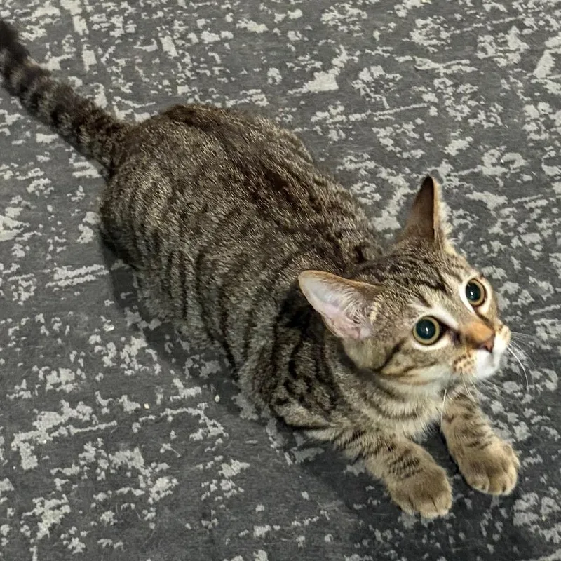 A baby small-sized female Brown / Chocolate Domestic Short Hair cat named Youtube for adoption in Gibsonia, PA