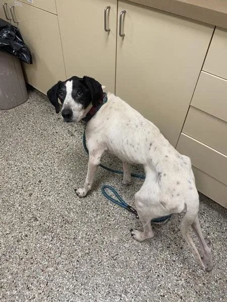 A senior large-sized male Hound dog named Riley for adoption in Vancouver, WA