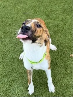 A baby medium-sized female Mixed Breed dog named Lightning for adoption in Savannah, GA
