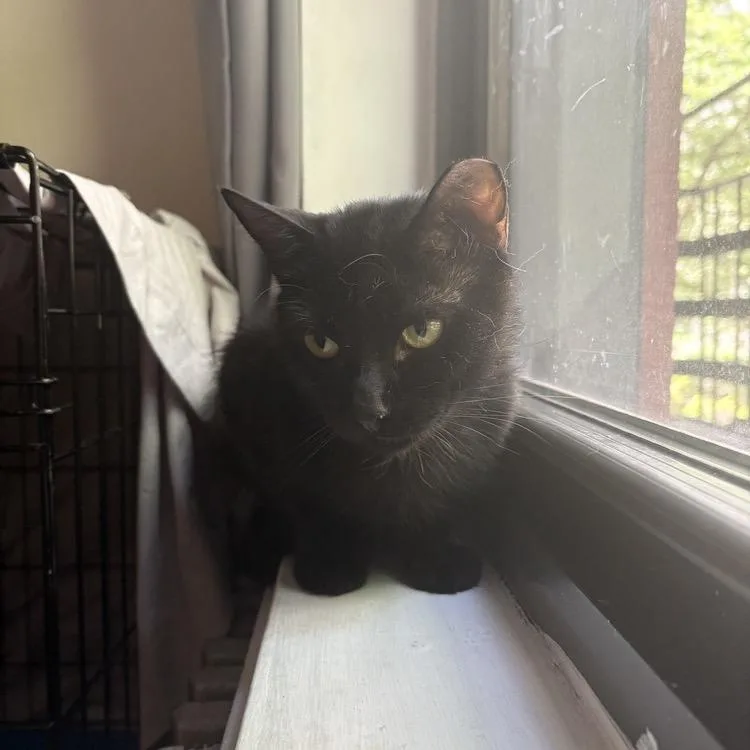 A young small-sized male Black Domestic Short Hair cat named Bobbi for adoption in Long Island City, NY