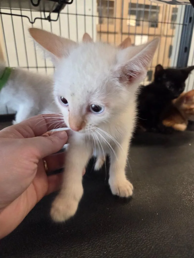 A baby small-sized male Domestic Short Hair cat named Fabio for adoption in Bossier City, LA