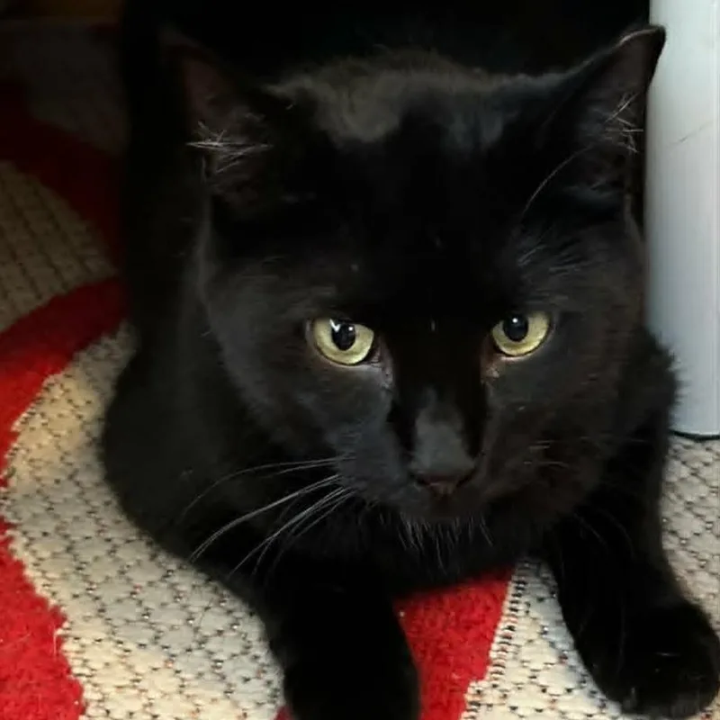 A young medium-sized female Black Domestic Short Hair cat named Perdue  Sweet & for adoption in Rochester, NY