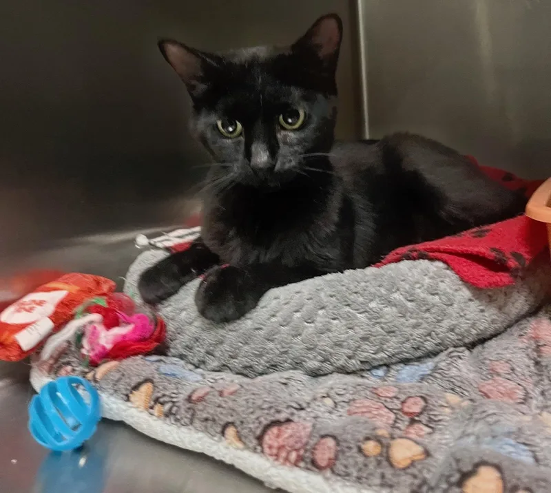 A young medium-sized female Black Domestic Short Hair cat named Brandy for adoption in Leavenworth, KS