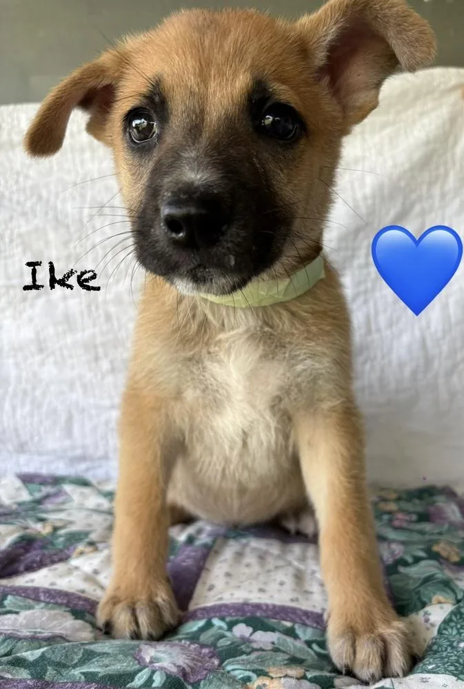 A baby medium-sized male Shepherd dog named Ike for adoption in Brewster , NY