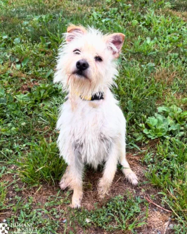 A young small-sized male Terrier dog named Trooper for adoption in Hagerstown, MD