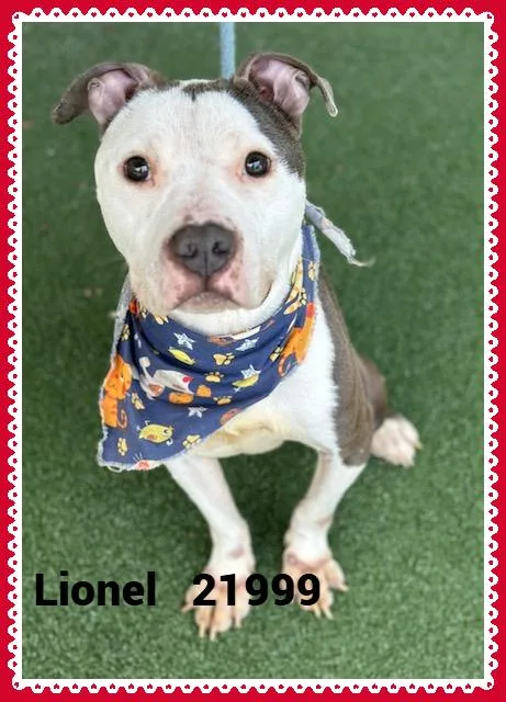 A young medium-sized male Gray / Blue / Silver Pit Bull Terrier dog named Lionel for adoption in Marietta, GA
