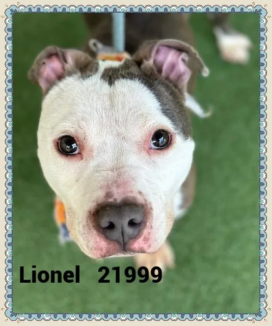Lionel thumbnail 2