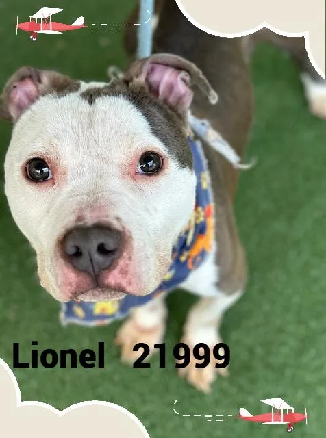 Lionel thumbnail 3