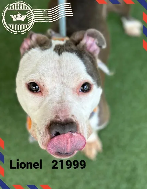 Lionel thumbnail 4