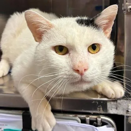 An adult large-sized male Domestic Medium Hair cat named QTip for adoption in Gastonia, NC