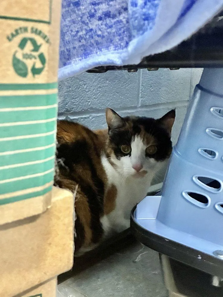 An adult small-sized female Calico Domestic Short Hair cat named Frankie for adoption in Alexandria, VA