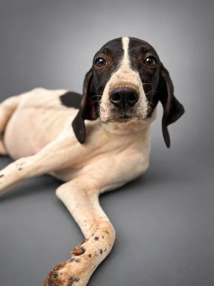 A young medium-sized female Pointer dog named Blondie for adoption in Bowling Green, KY