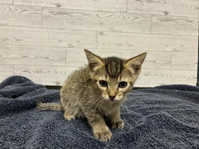 A baby small-sized female Domestic Short Hair cat named Molly for adoption in Modesto, CA