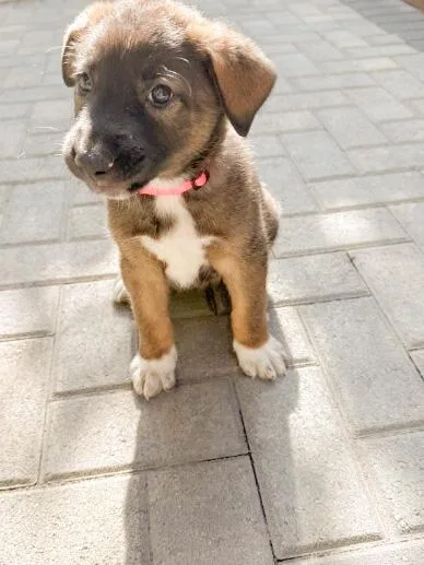A baby large-sized female Red / Chestnut / Orange Cattle Dog dog named Meadow for adoption in West Hollywood, CA