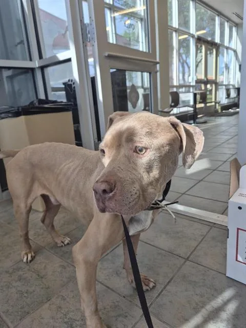 An adult large-sized male American Staffordshire Terrier dog named Roni for adoption in San Antonio, TX